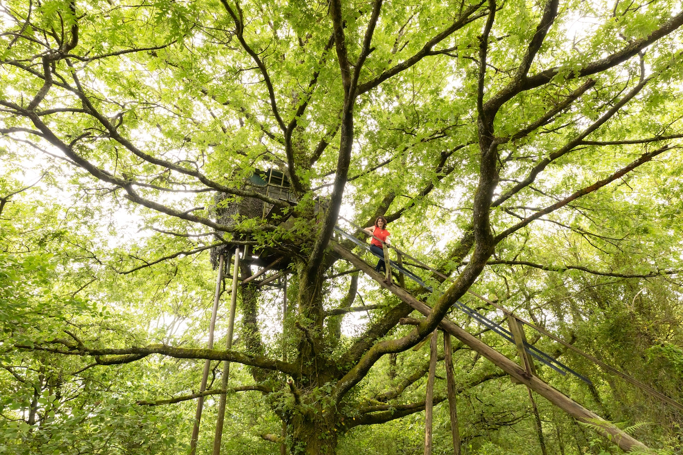 image d'un arbre immense avec myriam toscano